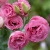 Nasiona Eustoma goryczkowa róż szt.5 Nxx651