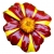 Nasiona Nagietek paskowany czerwono-żółty szt.5 N497