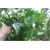 Orzech Pistacja pistacia jadalny, Pistacia nasiona ,Pistacia Pistache Pistachio seeds