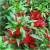 Nasiona Papryka czerwona Havana  szt.5 Nxx333