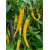 Nasiona Papryka długa ostra mix szt.5 Nxx544