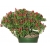 Nasiona Papryka ostra bonsai mini szt.5 N341