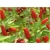 Nasiona Papryka ostra Thai szt.5 Nxx61