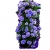 Nasiona Pelargonia pnąca niebieska szt.5 N398