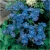 Nasiona Pelargonia pnąca niebieska szt.5 Nxx398
