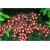Nasiona Pericallis hybrida czerwony szt.5 Nxx486