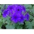 Nasiona Pericallis hybrida niebieski szt.5 Nxx485