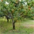 Nasiona Persymona owoc kaki szt.5 Nxx277