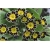 Nasiona Pierwiosnek ślimak żółto-czar szt.5 Nxx355