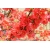 Nasiona Pigwowiec japoński szt.10 NSxx1