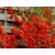 Nasiona Pigwowiec japoński szt.10 Nxx684