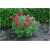 Nasiona Piwonia Tenuifolia czerwona szt.3 Nxx119