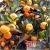 Nasiona Pomarańcza chińska szt.5 Nxx136