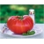 Nasiona Pomidor Gigant czerwony szt.5 Nxx261