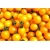 Nasiona Pomidor żółty koktajlowy szt.5 Nxx139