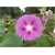 Nasiona Powój różowo-fiolet szt.5 Nxx95