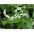 Nasiona Rdest wielokwiatowy pnącze szt.5 Nxx457