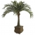 Nasiona Rojstona królewska palma szt.2 N434