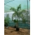 Nasiona Rojstona królewska palma szt.3 Nxx434