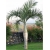 Nasiona Rojstona królewska palma szt.3 Nxx434