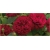 Nasiona Róża angielska czerwona szt.5 Nxx234