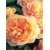 Nasiona Róża angielska pomarańcz szt.5 Nxx232