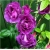Nasiona Róża pnąca fiolet szt.5 Nxx98