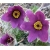 Nasiona Sasanka zwycz fiolet szt.5 Nxx104