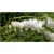 Nasiona Serduszka okazała biała szt.5 Nxx603