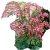 Nasiona Serduszka okazała różowa szt.5 N601