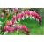 Nasiona Serduszka okazała różowa szt.5 Nxx601