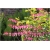 Nasiona Serduszka okazała różowa szt.5 Nxx601