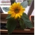 Nasiona Słonecznik wazonowy szt.5 Nxx131