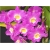 Nasiona Storczyk zwisający szt.6 Nxx208
