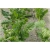 Nasiona Szpinak warzywny szt.10 Nxx508