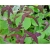 Nasiona Trawa nietoperza fioletowa szt.5 Nxx590