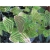 Nasiona Trawa nietoperza zielona szt.5 Nxx589