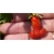 Nasiona Truskawka czerwony penis  szt.5 Nxx297