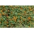 Nasiona Tunbergia oskrzydlona szt.10 Nxx509