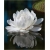Nasiona Wiktoria królewska lilia szt.2 Nxx552