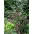 Nasiona Żółtodrzew chiński szt. 5 Nxx407