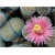 Nasiona Żywe kamienie róż kwiat szt.5 Nxx287