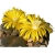 Nasiona Żywe kamienie żółty kwiat szt.5 N286