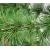 nasiona Cedr himalajski szt.5 Flxx36