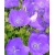 nasiona Dzwonek brzoskwiniol blau szt.10 Flxx82