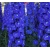nasiona Ostróżka Pacific niebieska szt.5 Flxx5