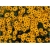 nasiona Rudbekia drubarwna szt.10 Flxx135