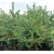nasiona Świerk crassifolia szt.10 Flxx51