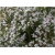 nasiona Zatrwian tartar, goniolimon szt.10 Flxx7