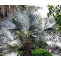 nasiona Niebieska palma Brahea szt5 Fore160
